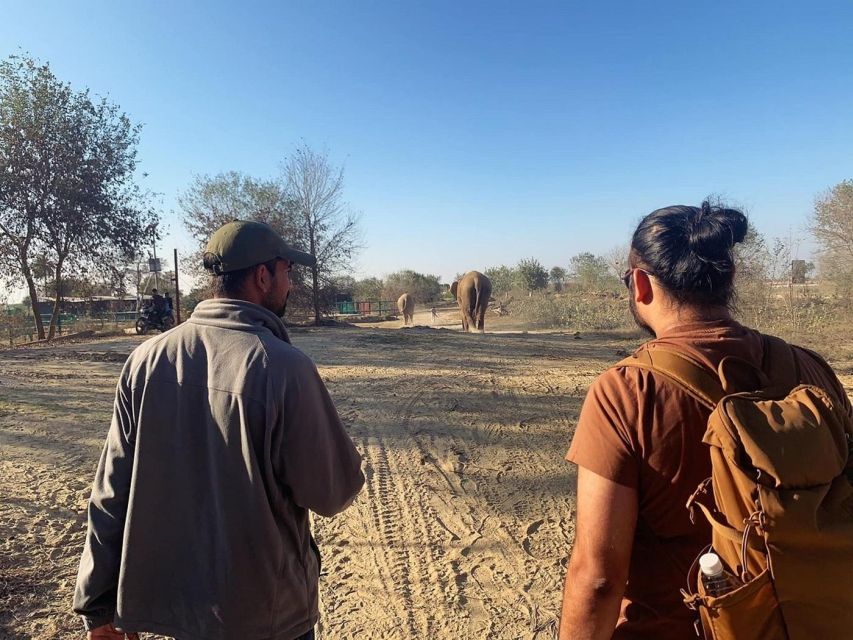 From Agra: Visit to Wildlife SOS Elephant Conservation Trip - Timing and how to plan your day around a one-day trip