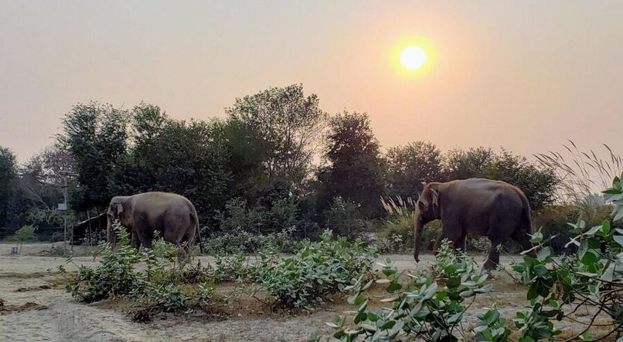From Agra: Visit to Wildlife SOS Elephant Conservation Trip - The best parts, based on what people consistently got right