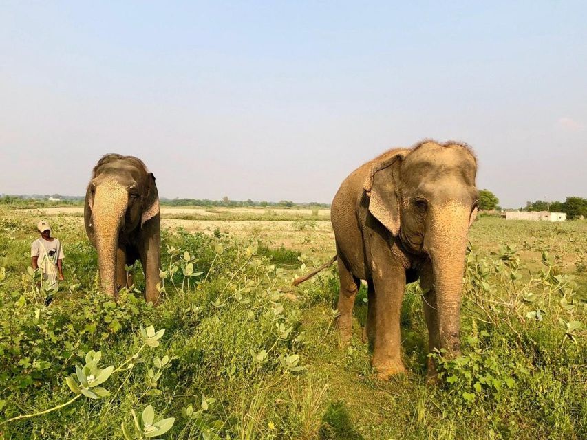From Agra: Visit to Wildlife SOS Elephant Conservation Trip - Private transfer: the part that keeps the day stress-free