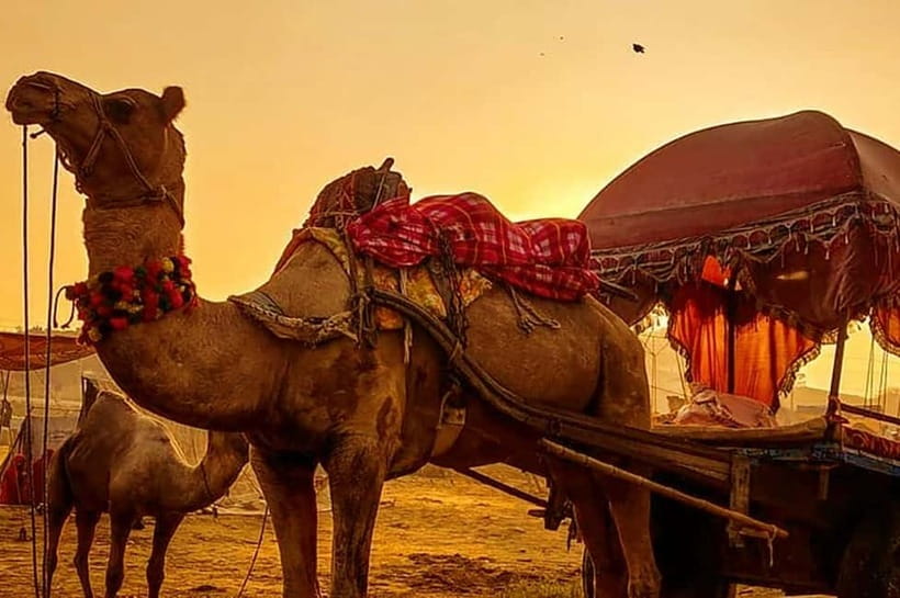 From Jaipur : Private Ajmer Pushkar Tour by Cab - How the timing works, and why 8 to 14 hours matters