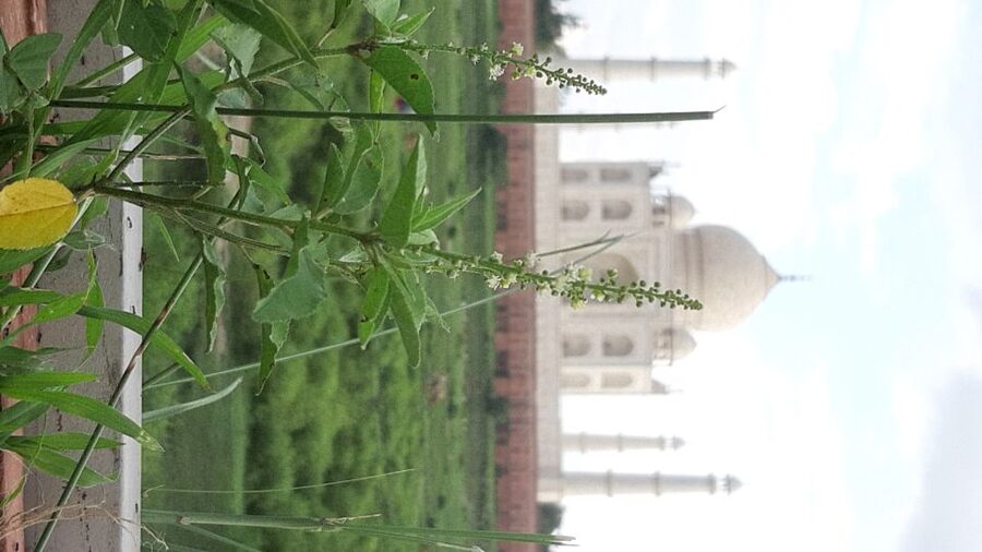 From Jaipur: Private Taj Mahal Sunrise & Agra Fort Tour - Lunch, optional craft stops, and keeping the day your pace