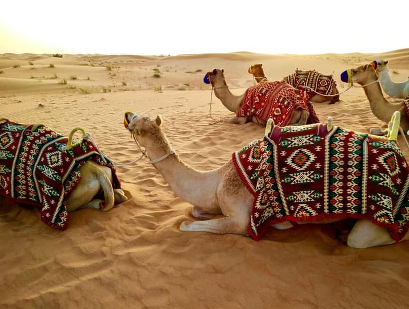 From Jaipur: Pushkar and Ajmer Private Day Trip - Pushkar first: the lake area, old lanes, and the Brahma Temple calm