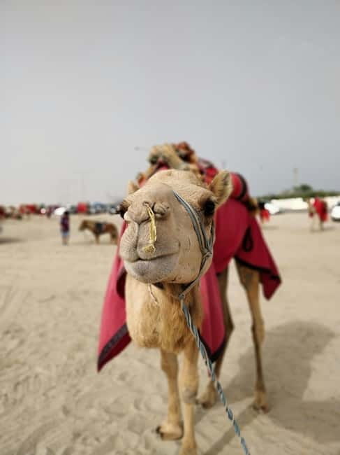 From Jaipur: Pushkar and Ajmer Private Day Trip - Desert adventure in Pushkar, optional but easy to misunderstand
