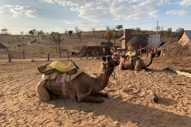 From Jodhpur : Overnight Stay In Desert With Camel Safari - Should You Book This Overnight Camel Safari?