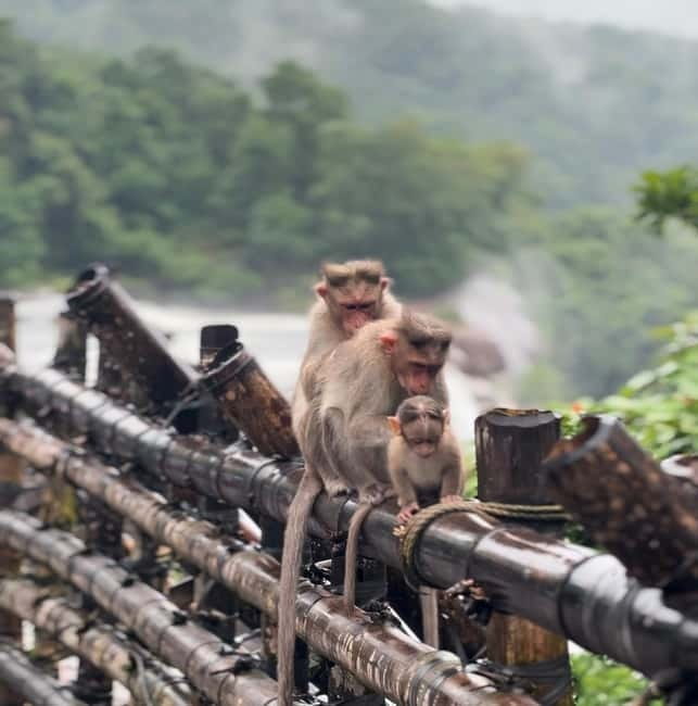From Kochi: Athirappilly Waterfalls Day Trip with Transfers - Why Athirappilly Waterfalls feels special on a 4 hour day trip
