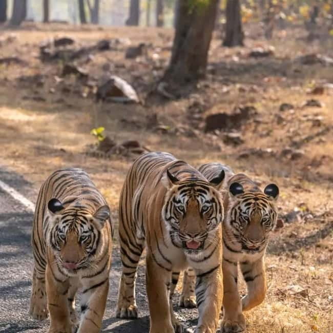 From Ranthambore: Official Tiger Safari in Canter With Guide - Ranthambore Tiger Reserve From a Canter, Not a Zoo