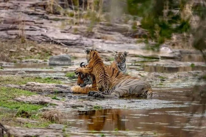 From Ranthambore: Official Tiger Safari in Canter With Guide - How the 3-Hour Safari Runs, From Ganesh Dham Circle to Your Return
