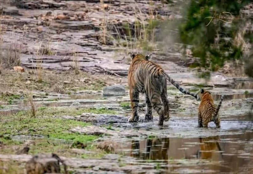From Ranthambore: Official Tiger Safari in Canter With Guide - Zones Matter: Why Zones 1 to 5 Usually Feel Better