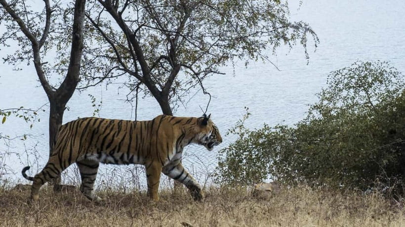 From Ranthambore: Official Tiger Safari in Canter With Guide - What You Might See: Big Cats, Sloth Bears, Crocodiles, and 300+ Birds