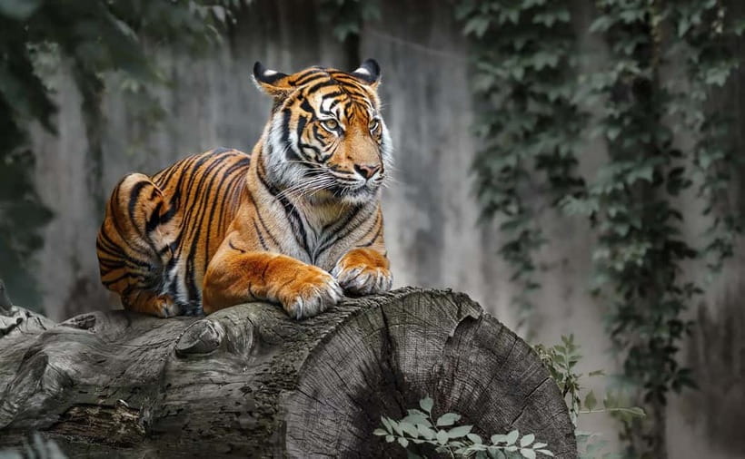 From Ranthambore: Official Tiger Safari in Canter With Guide - Your Naturalist Guide: How to Get the Most From the Biodiversity Talk
