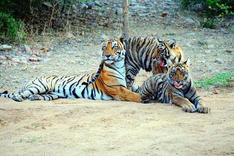 From Ranthambore: Official Tiger Safari in Canter With Guide - What to Bring and Wear: The Pack That Actually Helps
