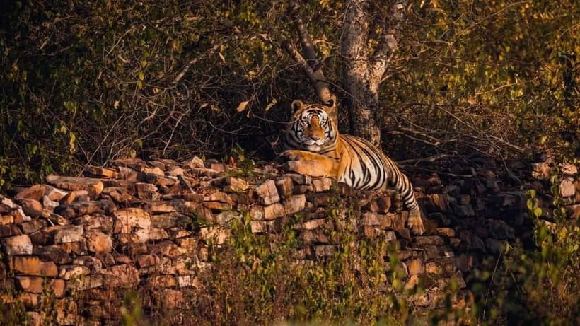 From Ranthambore: Official Tiger Safari in Canter With Guide - Rules, Requirements, and Who Should Skip This Safari