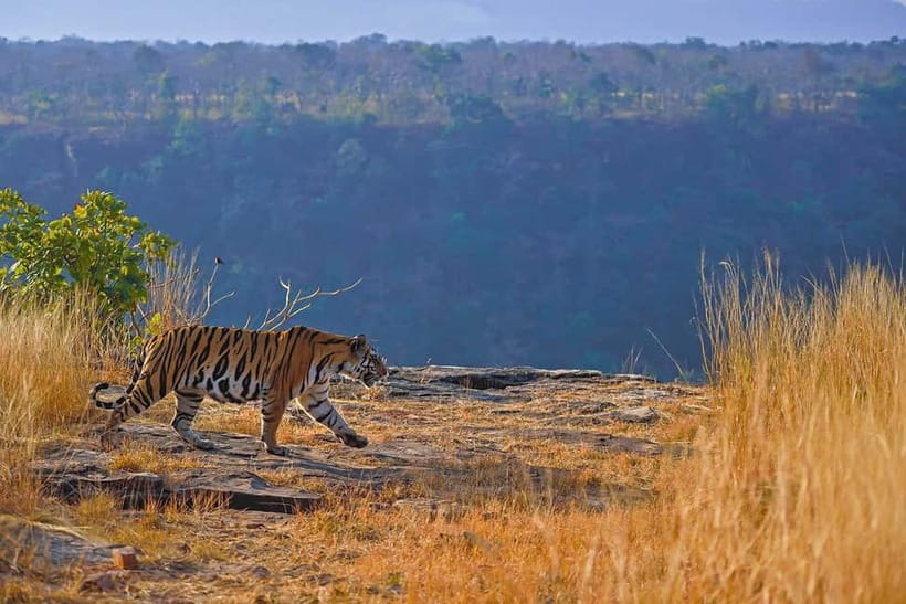 From Ranthambore: Official Tiger Safari in Canter With Guide - Morning vs Afternoon Safari Slots: What Changes in Practice