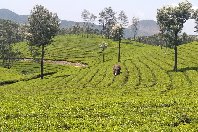 Full day in hiking in Munnar (By Munnar Info) - Stop 2: A guided trekking adventure for around 2 hours