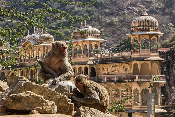 Full-Day Private City Tour of Jaipur - Amer Fort in practice: hill views, stone textures, and that camel ride