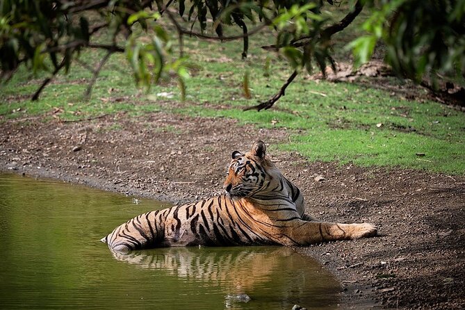 Full-Day Trip to Ranthambore National Park from Jaipur - Key things to know before you go