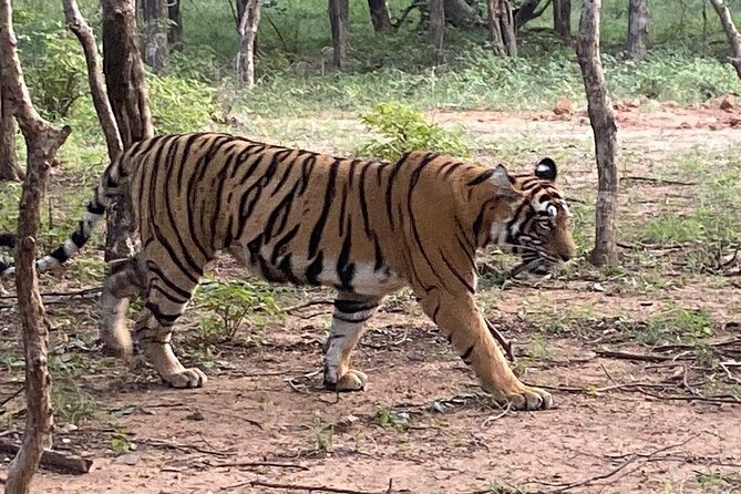 Full-Day Trip to Ranthambore National Park from Jaipur - The royal-feeling day: Jaipur to Ranthambore on your own timetable