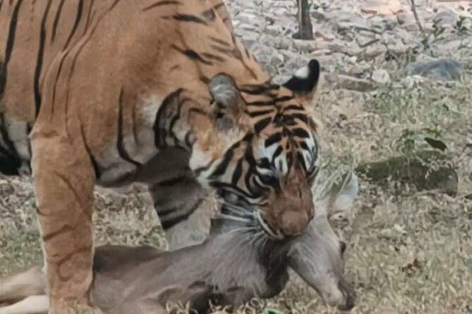 Full-Day Trip to Ranthambore National Park from Jaipur - In Ranthambore: choosing jeep or canter safari and what to watch for