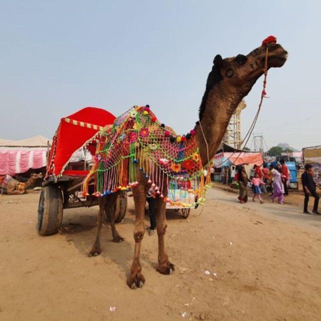 Fullday pushkar tour from jaipur with guid+camel/jeep safari - Lunch and markets, how to eat well and still make sunset