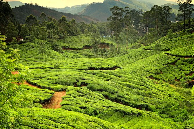 God's Own Country - KERALA (8 Days private trip) - What the private format changes for your day