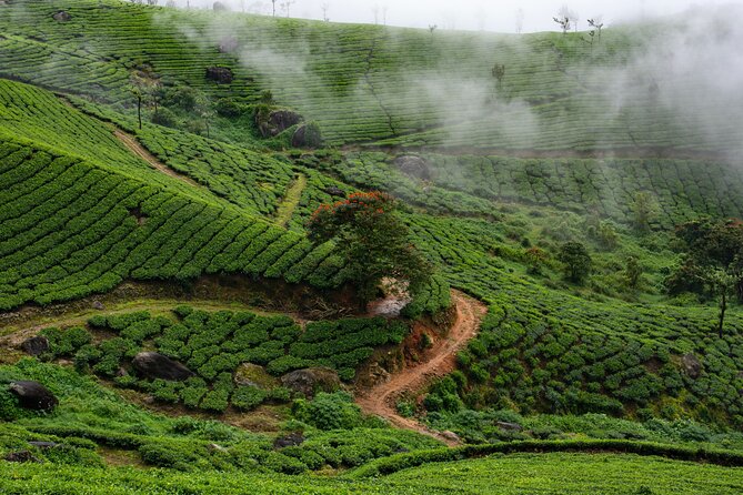 Green Magic Day Tour to Munnar - Key things to know before you go