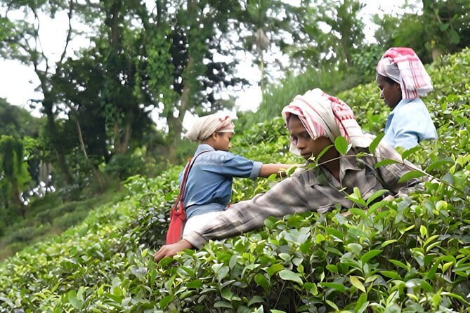 Guwahati Tea Garden tour @ Amchong - Why Amchong Tea Gardens Work So Well for a Quick Assam Day