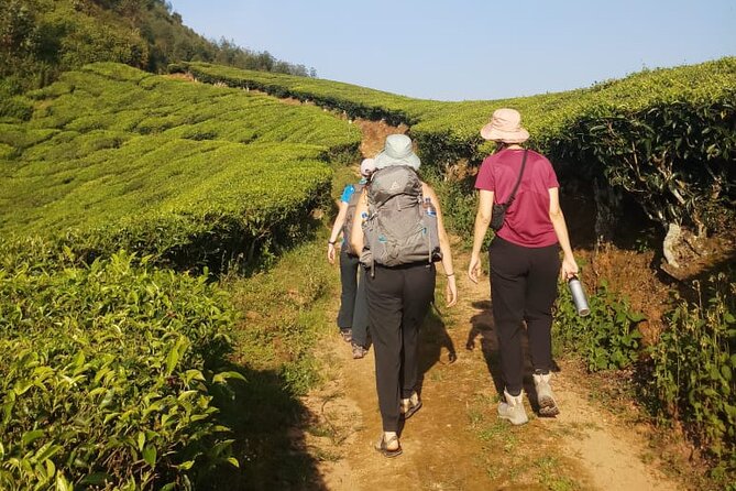 Half Day Hiking in Munnar Trekking Tour - Why a Half-Day Trek in Munnar Feels Like a Proper Experience