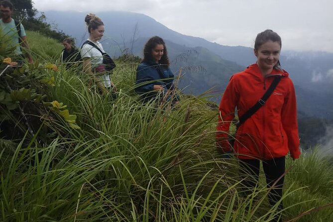 Half Day Hiking in Munnar Trekking Tour - What the Guide Actually Adds: Tea, Plants, Birds, and Herb Finds