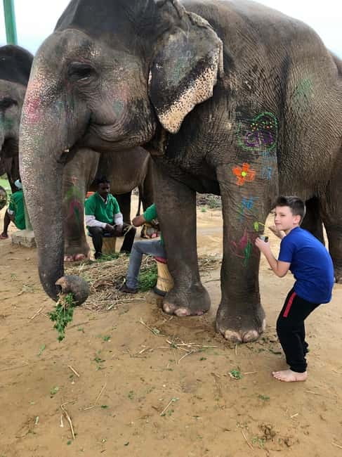 Jaipur: Elephant Interaction Tour - Feeding elephants the guided way: learning habits, favorite foods, and patience