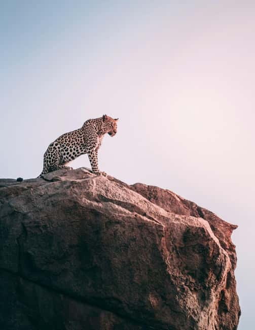 Jaipur: Jhalana Amagarh Leopard Reserve 4×4 Jeep Safari - Why the Jhalana-Amagarh Leopard Reserve feels different from a Jaipur zoo