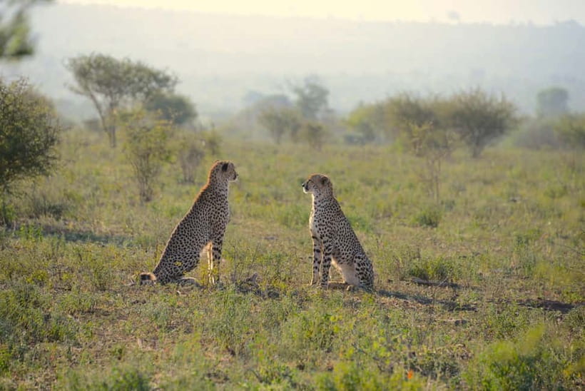 Jaipur: Jhalana Amagarh Leopard Reserve 4×4 Jeep Safari - The safari hunt: how a 4x4 works when cats are hiding