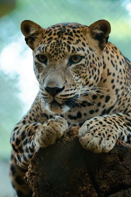 Jaipur: Jhalana Amagarh Leopard Reserve 4×4 Jeep Safari - Price and value around $60: what you are really paying for