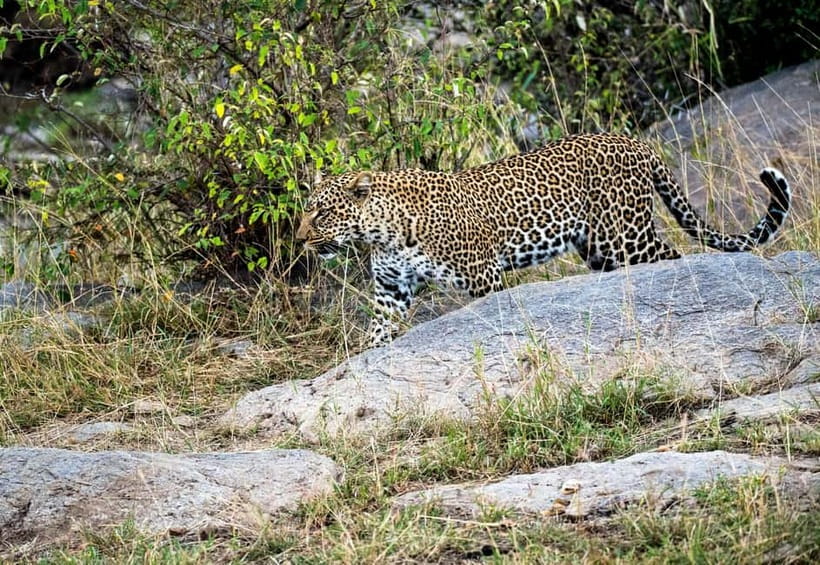 Jaipur: Jhalana Amagarh Leopard Reserve 4×4 Jeep Safari - Final call: should you book the Jaipur Jhalana-Amagarh leopard jeep safari?
