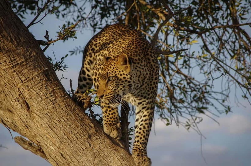 Jaipur: Jhalana Amagarh Leopard Reserve 4×4 Jeep Safari - What you can spot besides leopards in Jhalana-Amagarh