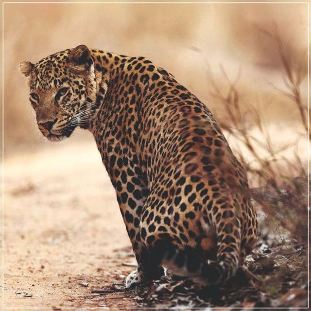 Jaipur: Jhalana/Amagarh leopard safari private tour - Jhalana and Amagarh by 4x4: the real jungle-chase near Jaipur