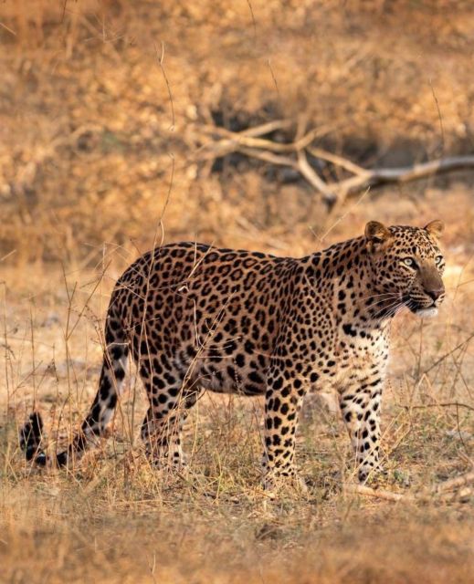 Jaipur: Jhalana/Amagarh leopard safari private tour - Door-to-door timing: how the 5 hours feel in practice