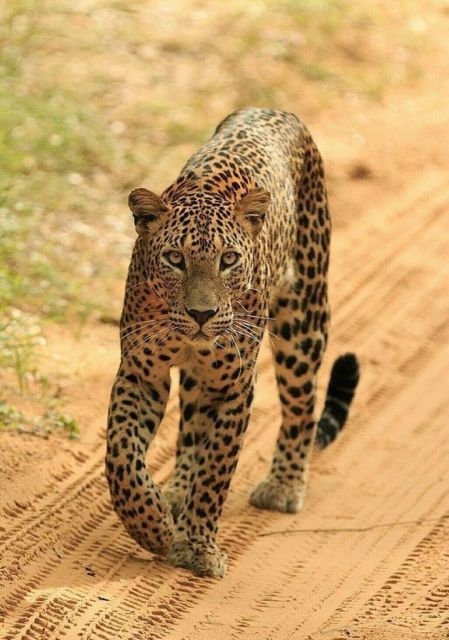 Jaipur: Jhalana/Amagarh leopard safari private tour - Off-road jeeps and photo odds in the scrub