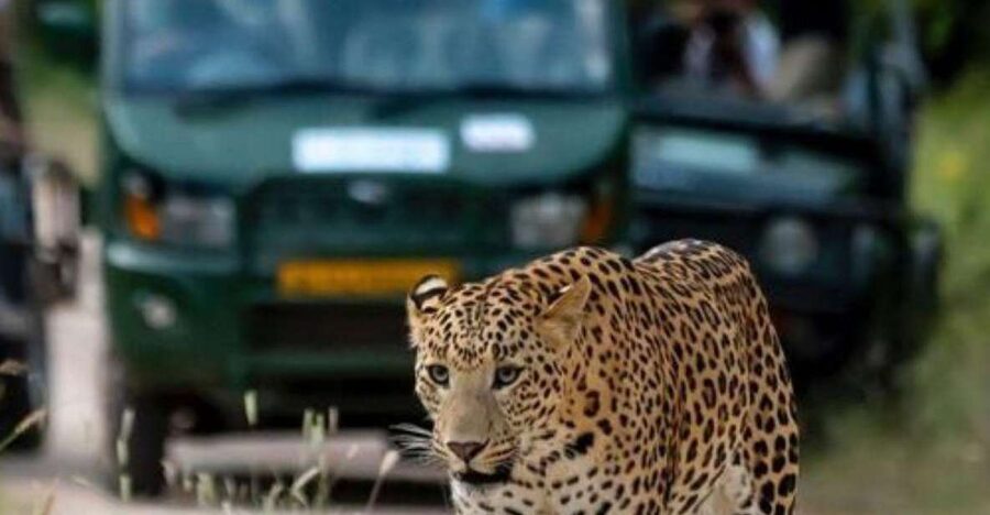 Jaipur: Jhalana/Amagarh leopard safari private tour - Private A/C pickup and the guide-driver mix