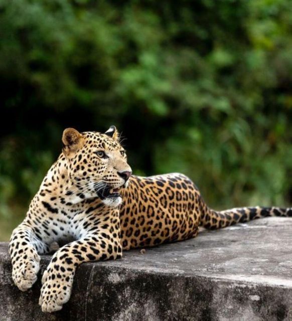 Jaipur: Jhalana/Amagarh leopard safari private tour - Where you spot wildlife: leopards, spotted deer, and more