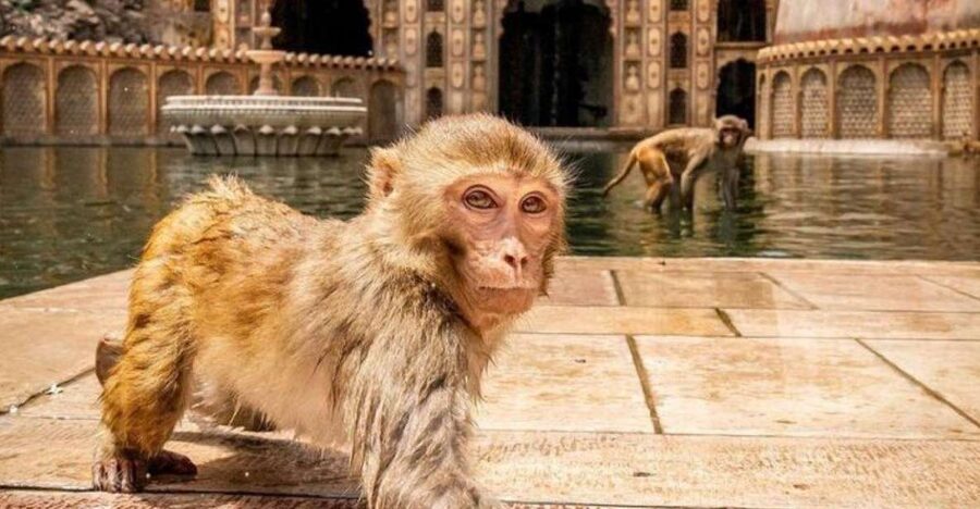 Jaipur sightseeing tour with monkey temple (Galta ji temple) - Key reasons this tour works well