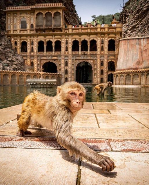 Jaipur sightseeing tour with monkey temple (Galta ji temple) - Jal Mahal and Jal myths, why the lake palace is more than a backdrop