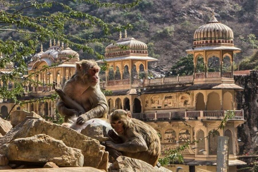 Jaipur sightseeing tour with monkey temple (Galta ji temple) - Hathi Gaon break time, plus how to pace a packed day