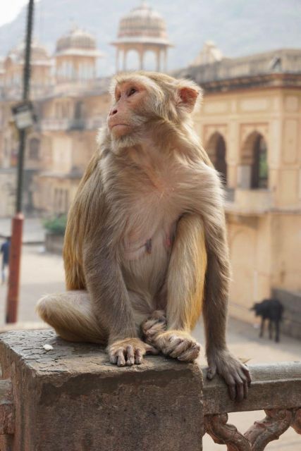 Jaipur sightseeing tour with monkey temple (Galta ji temple) - Galta Ji Monkey Temple at golden hour, monkey-smart tips