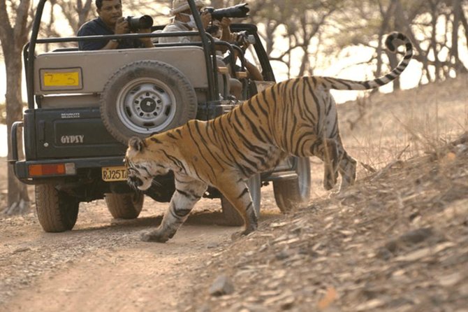 Jaipur to Ranthambore Tiger reserve Safari Day trip All Inclusive - Why this Jaipur to Ranthambore day trip makes sense