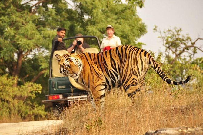 Jaipur to Ranthambore Tiger reserve Safari Day trip All Inclusive - Comfort, timing, and small planning wins that add up
