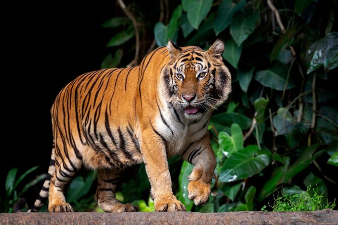 Jaipur to Ranthambore Tiger reserve Safari Day trip All Inclusive - Getting picked up in Jaipur, and why door-to-door matters