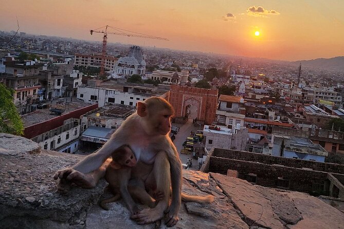Jaipur Tuk Tuk Sightseeing Tour with Monkey Temple Sunset View - Galtaji Monkey Temple at Sunset: The Signature Finish