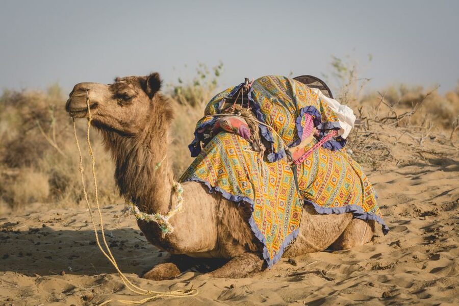 Jaisalmer: 2-Day Thar Desert Experience - Dinner by the fire, tea ceremony, and entertainment in the desert night