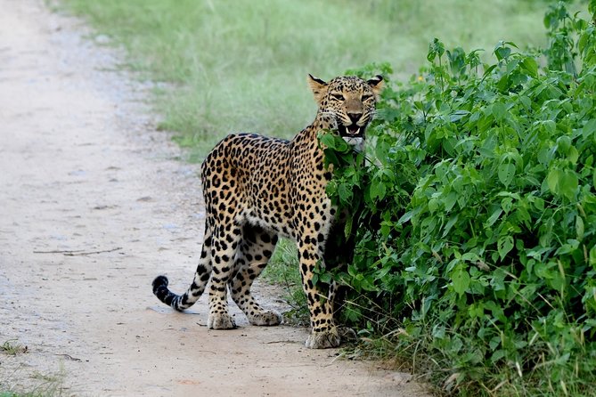 Jhalana Panther Safari Park Tour in Jaipur - Why the Jhalana Panther Safari fits into a Jaipur itinerary