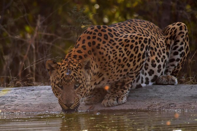 Jhalana Panther Safari Park Tour in Jaipur - Entering Jhalana Leopard Safari Park: what to expect on the ground